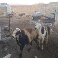 قوچ پلنگی سیاه و سفید اصلی