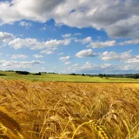زمین کشاورزی استیجاری برای کشت گندم