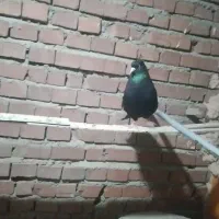 ۴ تا سیاه واکسی ابادان ۳ نر ۱ ماده همه کاکولی .۴ ت