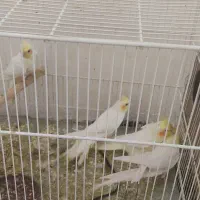 فروش عروس هلندی