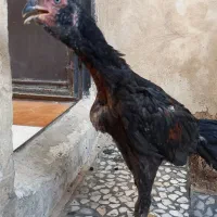 فروش جوجه لاری