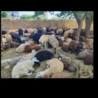 دام وگوسفند کشتاری