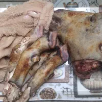 کله پاچه کهره نر تازه کشتار امروز