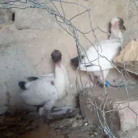 جفت جوجه کبوتر
