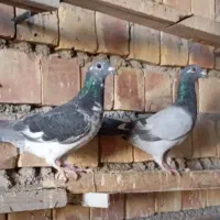 جفت جوجه نر پرشی چهار پره