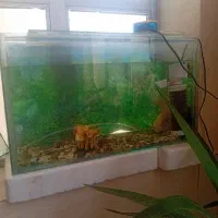 آکواریم و ماهی