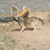 سگ قفقازی