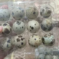 تخم مرغ بسته ۱۲تایی