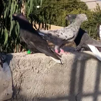 کفتر دم سفید هوای بزن