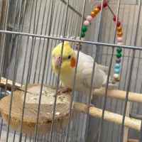 پرنده عروس هلندی