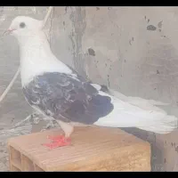 کفتر دوکت ابری سبز