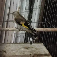 جوجه سهره سنندج