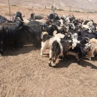 سمیرم|حیوانات مزرعه|سمیرم, |دیوار