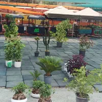 شفلر طلایی