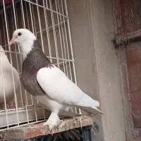 طوقی پرپا خوشگل  مامله با جوجه مینا وپشدار
