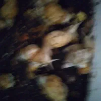 سوپر مولد حلزون اچاتینا