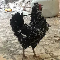 جوجه گلین یه ماهه تاقچه. بالغ کیفیت خالص سیاه