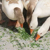 مرغ  غاز  بوقلمون  جوجه