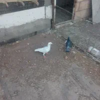 کفتر