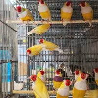 فنچ گلدین تک