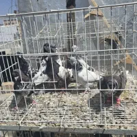 تعدادی کفتر