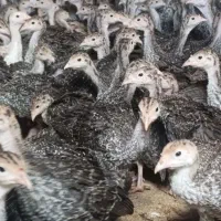 بوقلمون برنز و بوربون 50 روزه درجه1