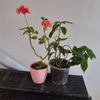 گل خانگی|گل و گیاه طبیعی|اردبیل, |دیوار