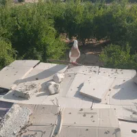 پرنده
