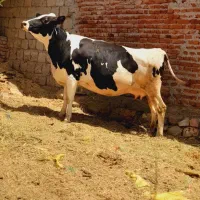 گاو هلشتاین شیری جوان ۱۸ روز مانده به زایمان
