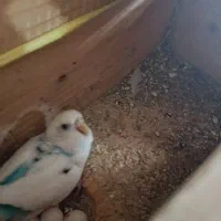 فروش مرغ عشق