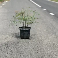 ناندینا