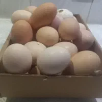 تخم مرغ طبیعی