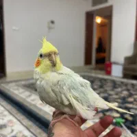 عروس هلندی دستی