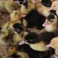 جوجه اردک