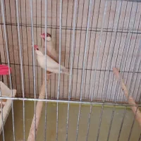 یک جفت فنچ نرگسی به همراه یک جوجه.