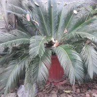 گل سیکاس گیاه زیبا