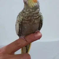 گمشده