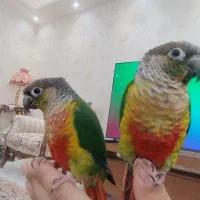 جفت گرینچیک حلقه پا