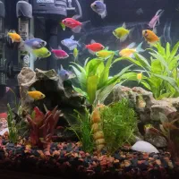 آکواریوم نو