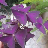 بنفشه|گل و گیاه طبیعی|ارومیه, |دیوار