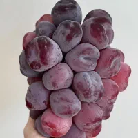 نهال انگور  وارداتی لیبل دار