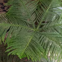 کاج مطبق