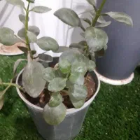 گل و گیاه