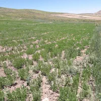 عدس|خوردنی و آشامیدنی|شیروان (خراسان), |دیوار