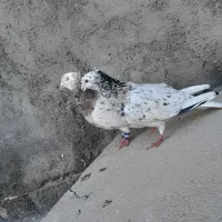 سارکاکلی اس