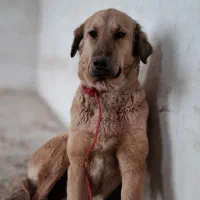 سگ ماده پژدر