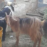 یک عدد بز ماده
