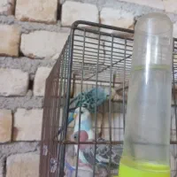 مرغ عشق|پرنده|مرودشت, ژیان|دیوار
