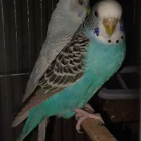 یک جفت مرغ عشق