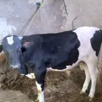 گوساله ۱۵ماهه